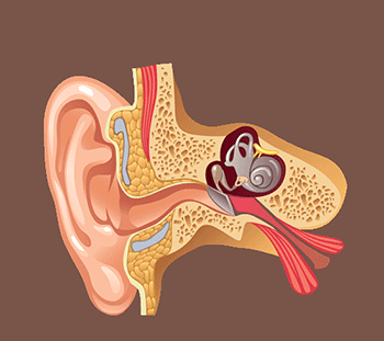 Illustration Structure of the Ear