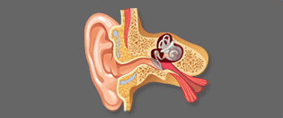 Anatomy Ear