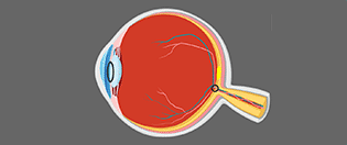Anatomy Eye
