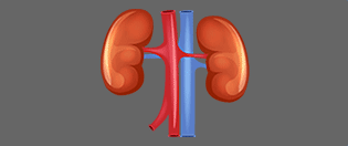 Anatomy Kidneys