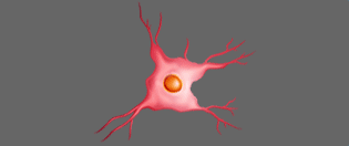 Anatomy Neuron