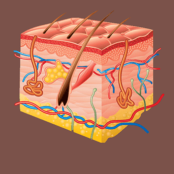 Illustration Skin layers